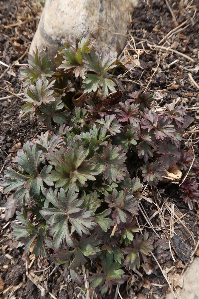 Image of Delphinium cheilanthum specimen.