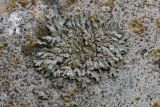 Phaeophyscia orbicularis
