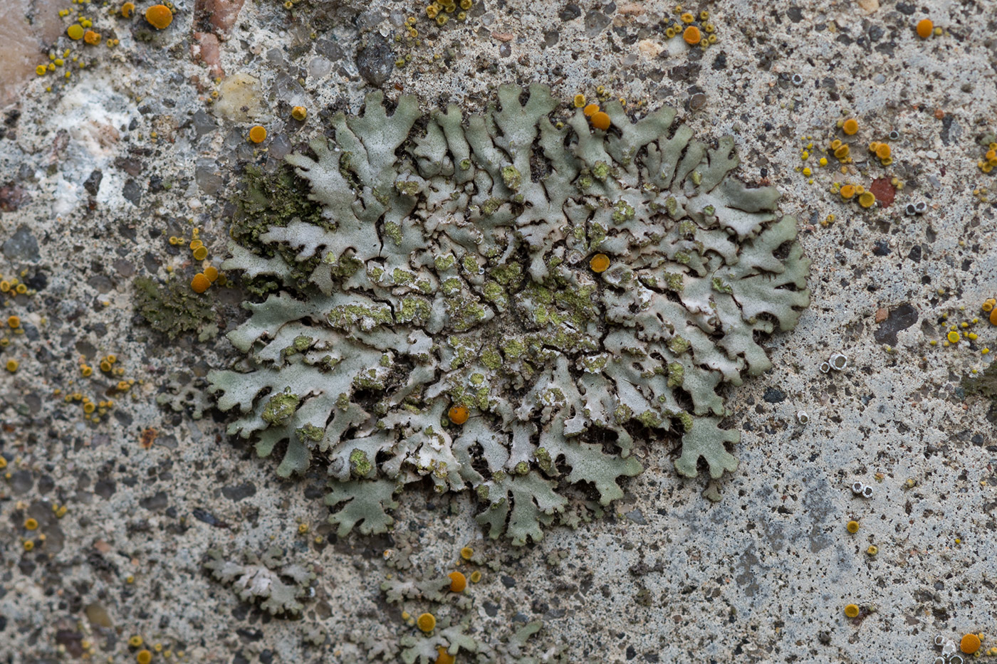 Image of Phaeophyscia orbicularis specimen.