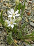 Ornithogalum woronowii