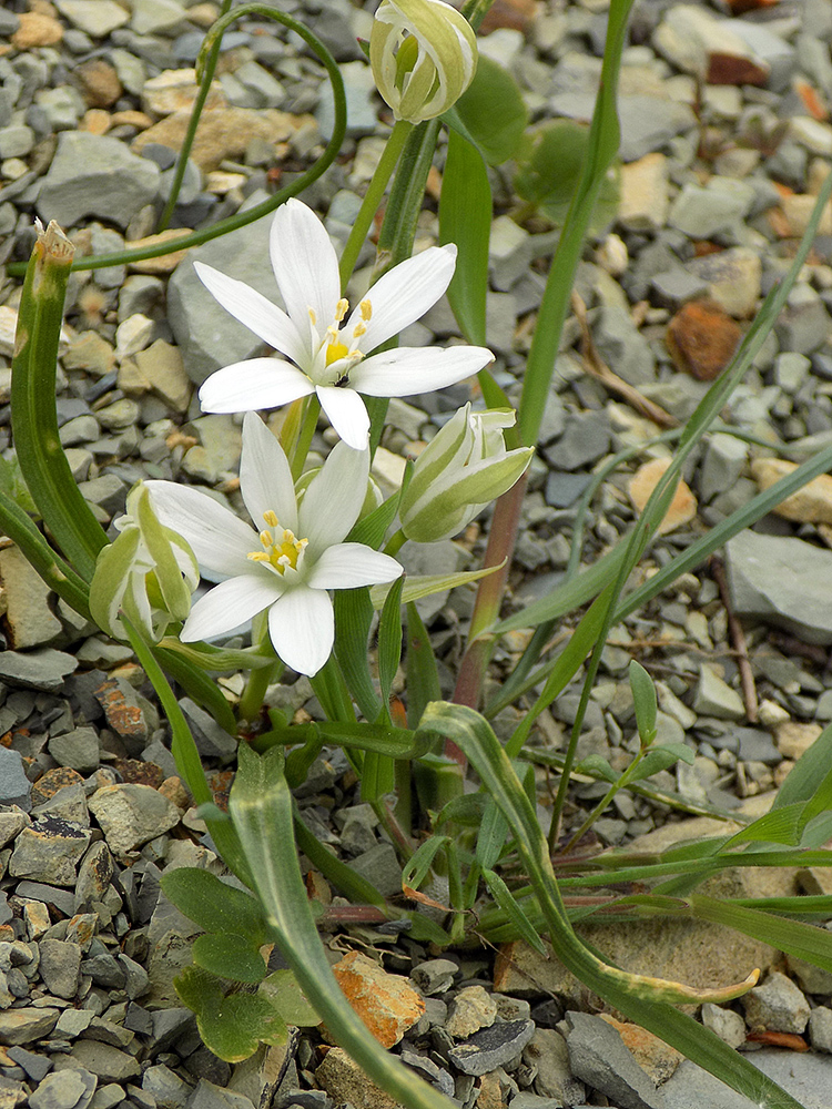 Изображение особи Ornithogalum woronowii.