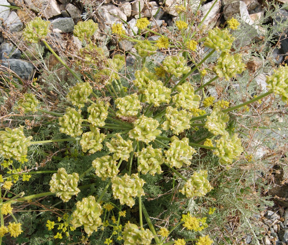 Image of Zosima absinthifolia specimen.