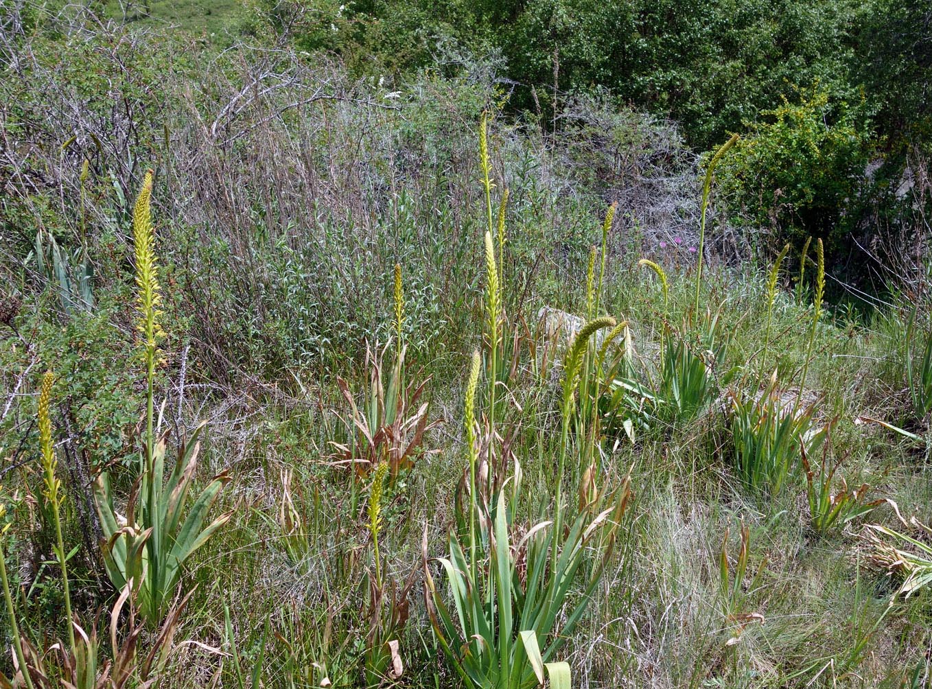 Изображение особи Eremurus fuscus.