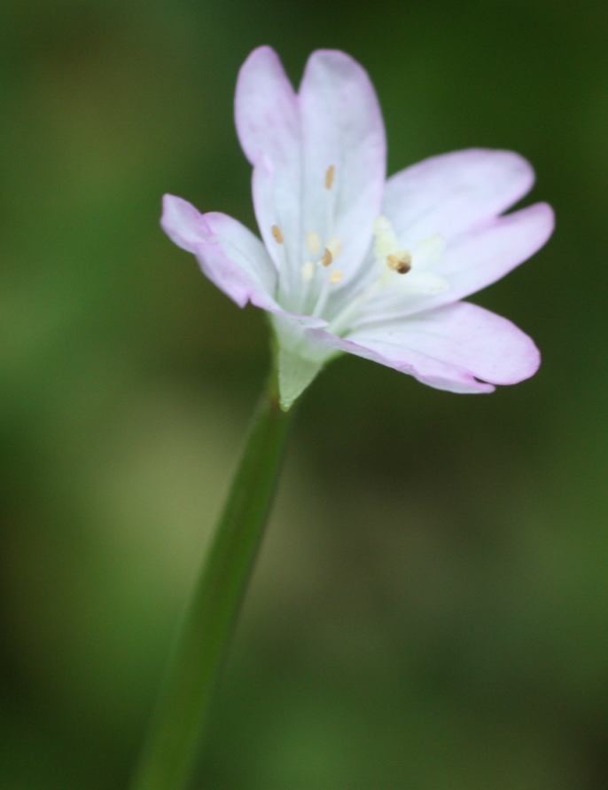 Изображение особи Epilobium montanum.