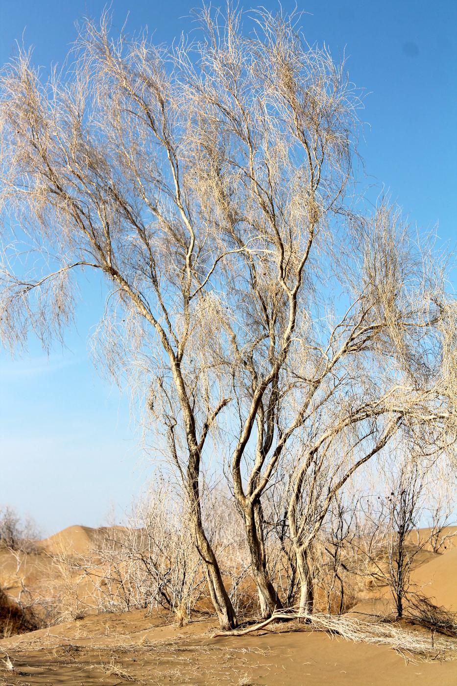 Изображение особи Haloxylon persicum.