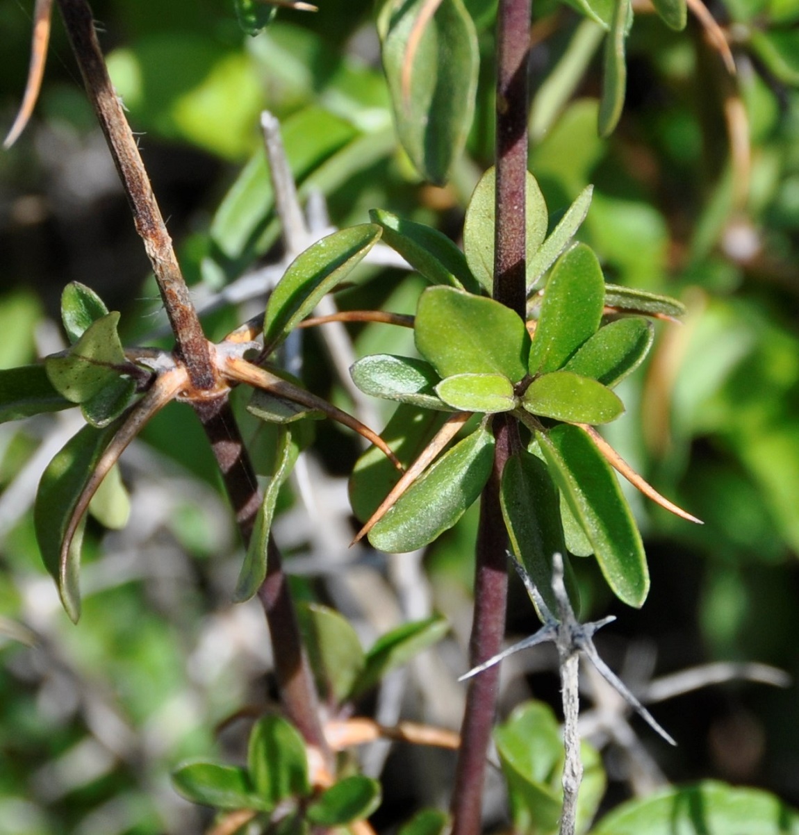 Изображение особи Acanthoprasium integrifolium.