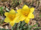 Tulipa ferganica