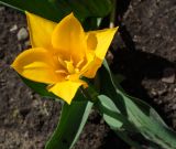 Tulipa greigii