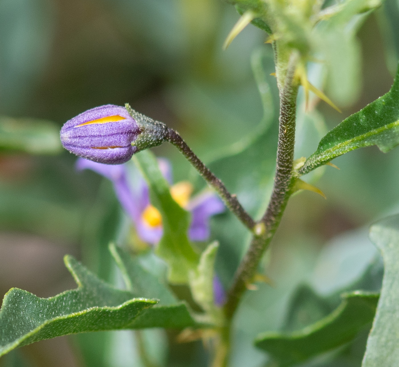 Изображение особи Solanum capense.