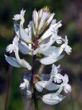 Polygala major