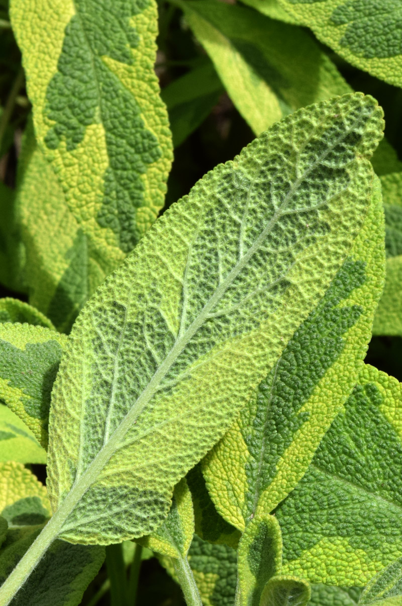 Изображение особи Salvia officinalis.