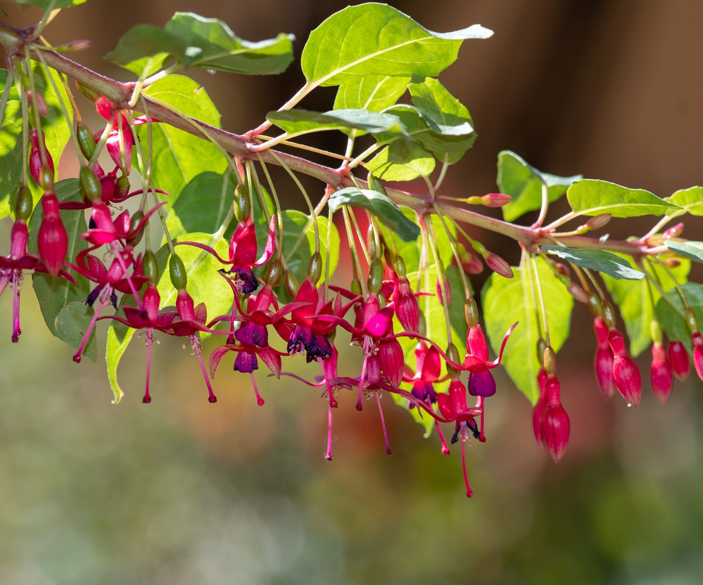 Изображение особи род Fuchsia.