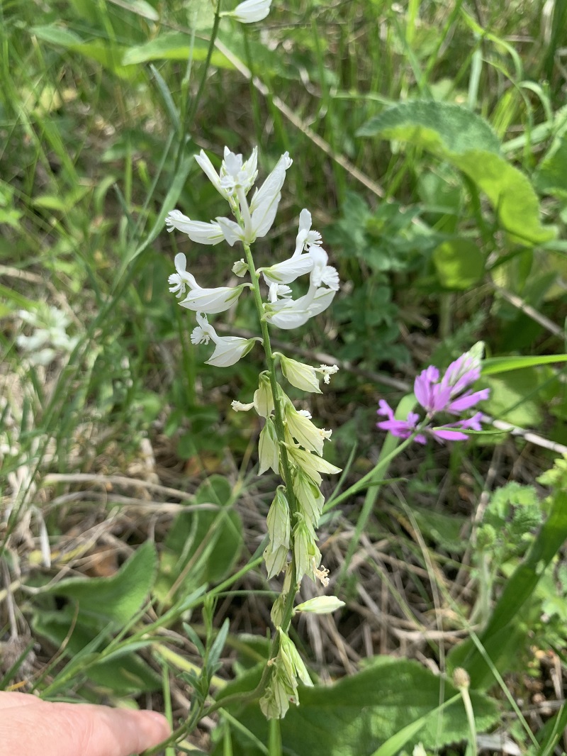 Image of genus Polygala specimen.