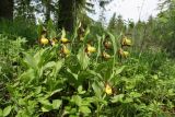 Cypripedium calceolus. Куртина цветущих растений. Ленинградская обл., Гатчинский р-н, окр. пос. Пудость, разреженный травяной ельник на месте старого травертинового карьера. 10.06.2020.