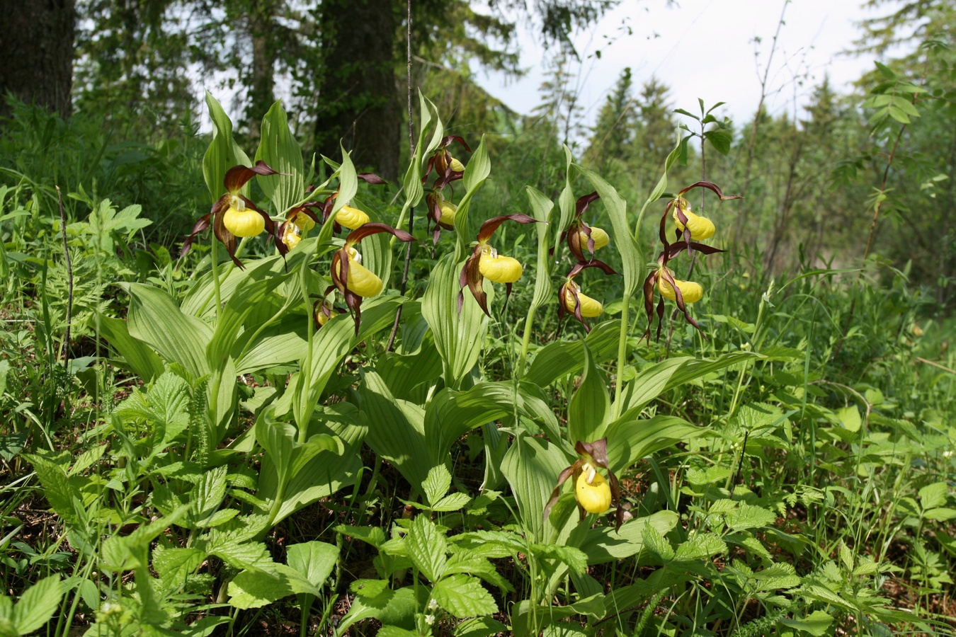 Изображение особи Cypripedium calceolus.