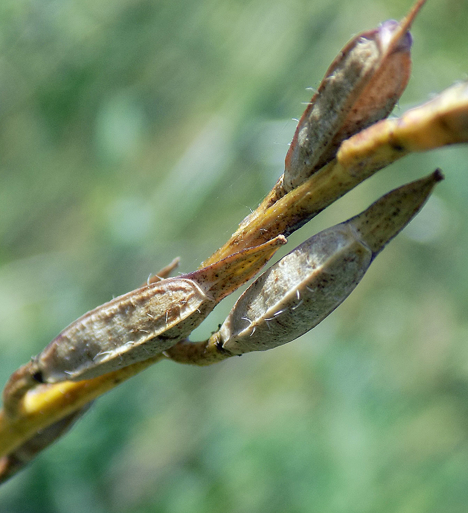 Изображение особи Eruca sativa.