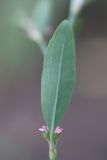 Polygonum aviculare