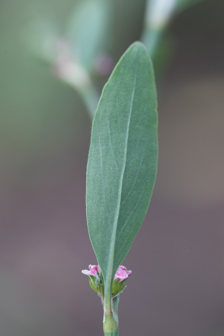 Image of Polygonum aviculare specimen.