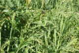 Panicum подвид ruderale