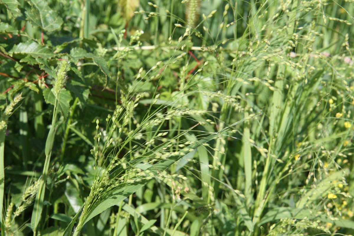 Изображение особи Panicum miliaceum ssp. ruderale.