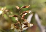 Pedicularis lapponica. Верхушка соплодия. Красноярский край, Среднесибирское плоскогорье, плато Путорана, правый берег р. Глубокая (вытекает из оз. Глубокое). 02.08.2020.