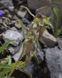 Campanula speciosa. Верхушка отцветшего растения. Испания, автономное сообщество Каталония, провинция Барселона, комарка Бергеда, муниципалитет Сальдес, подножие горы Педрафорка, окр. смотр. площадки \"Гресолет\", 1557 м н.у.м., каменистый склон северной экспозиции. 16.07.2020.