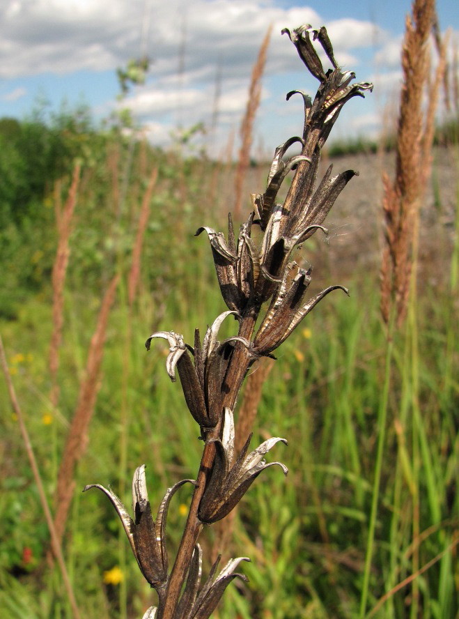 Image of Oenothera rubricaulis specimen.
