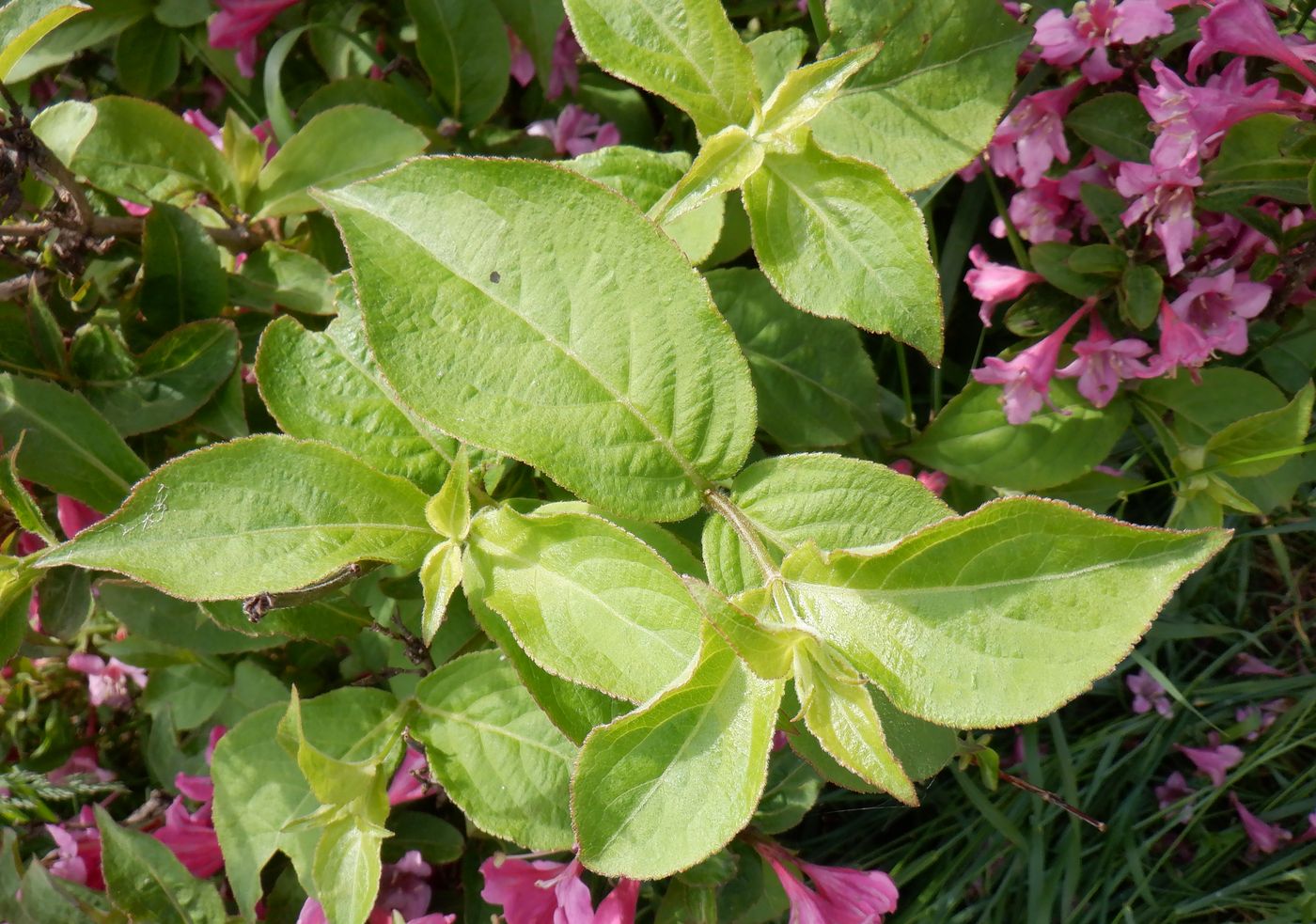 Изображение особи Weigela florida.