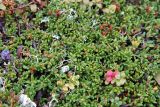 Loiseleuria procumbens