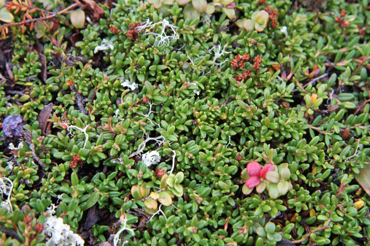 Изображение особи Loiseleuria procumbens.