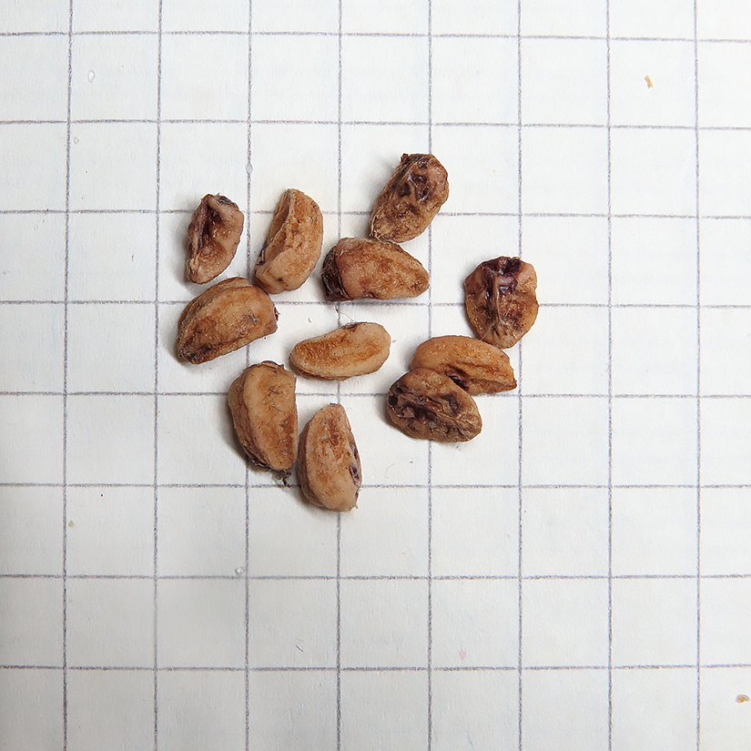 Image of Crataegus chlorosarca specimen.