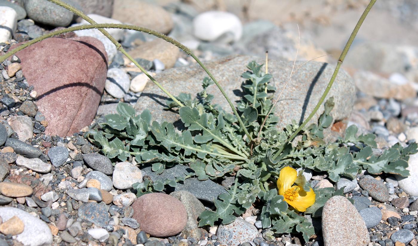 Изображение особи Glaucium squamigerum.