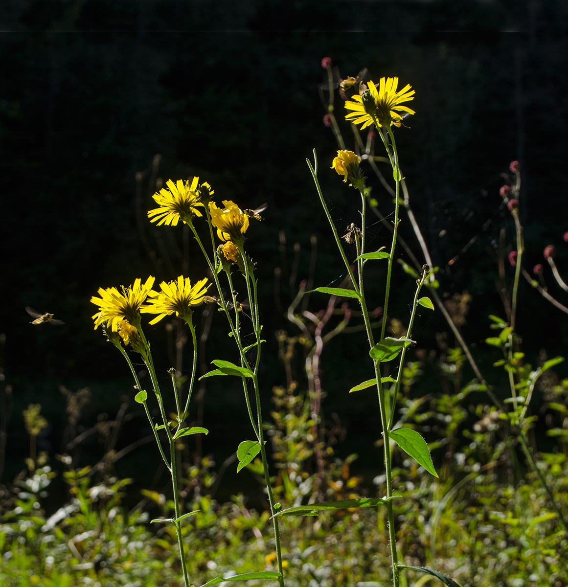 Изображение особи род Hieracium.