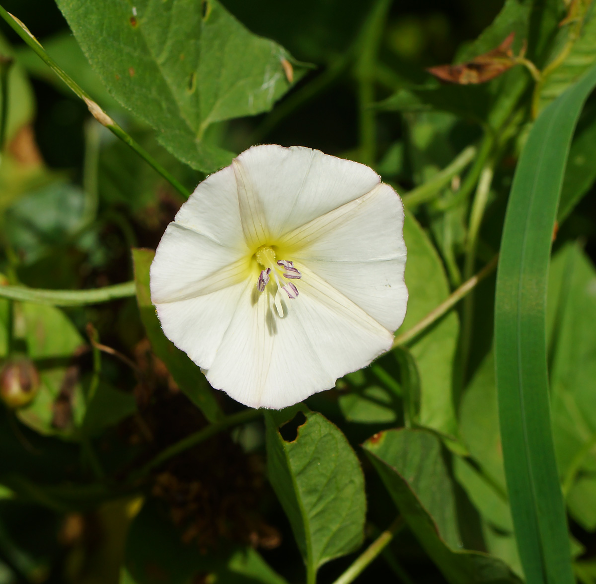 Изображение особи Convolvulus arvensis.