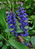 Ajuga reptans