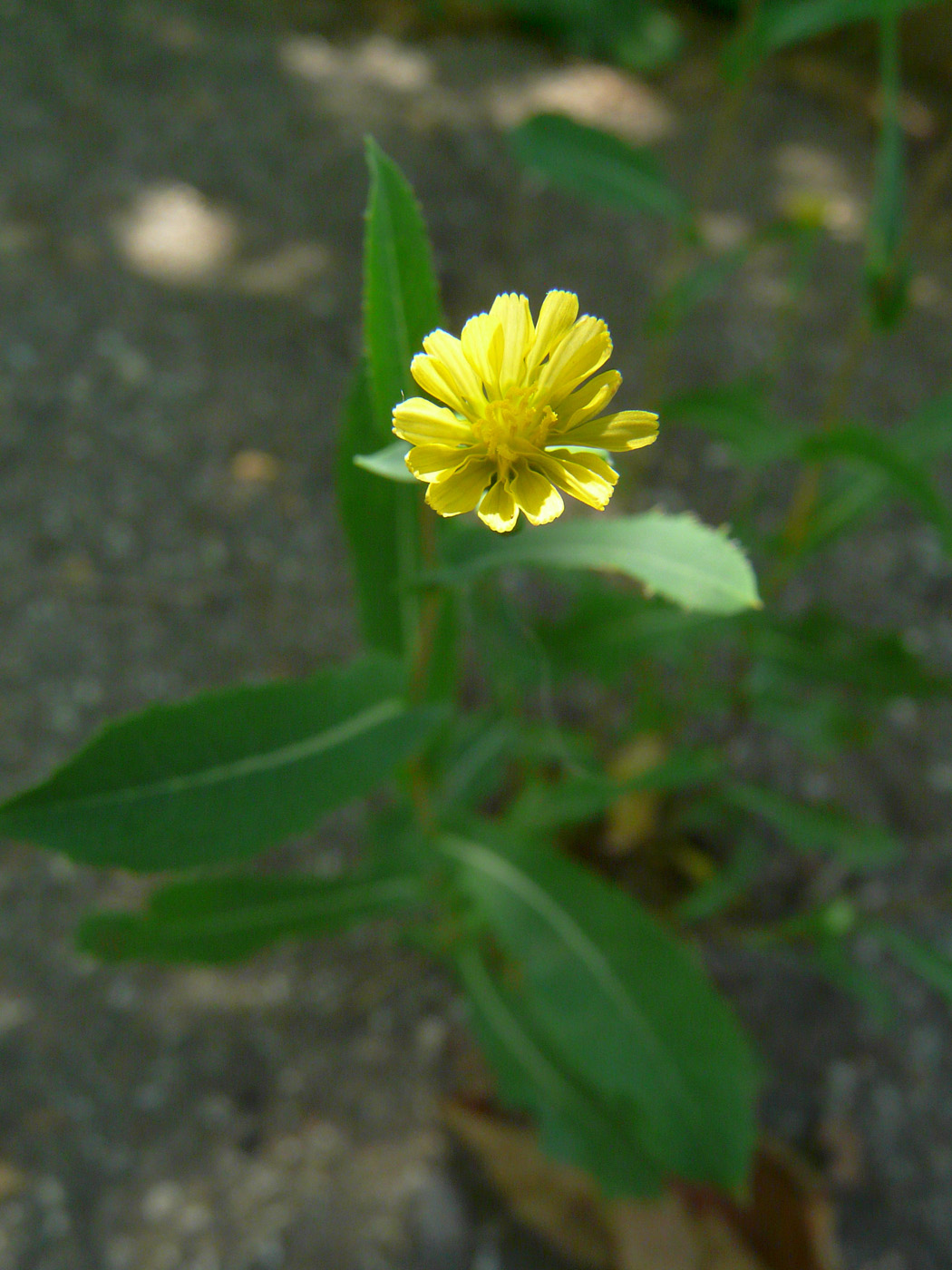 Image of Lactuca serriola specimen.