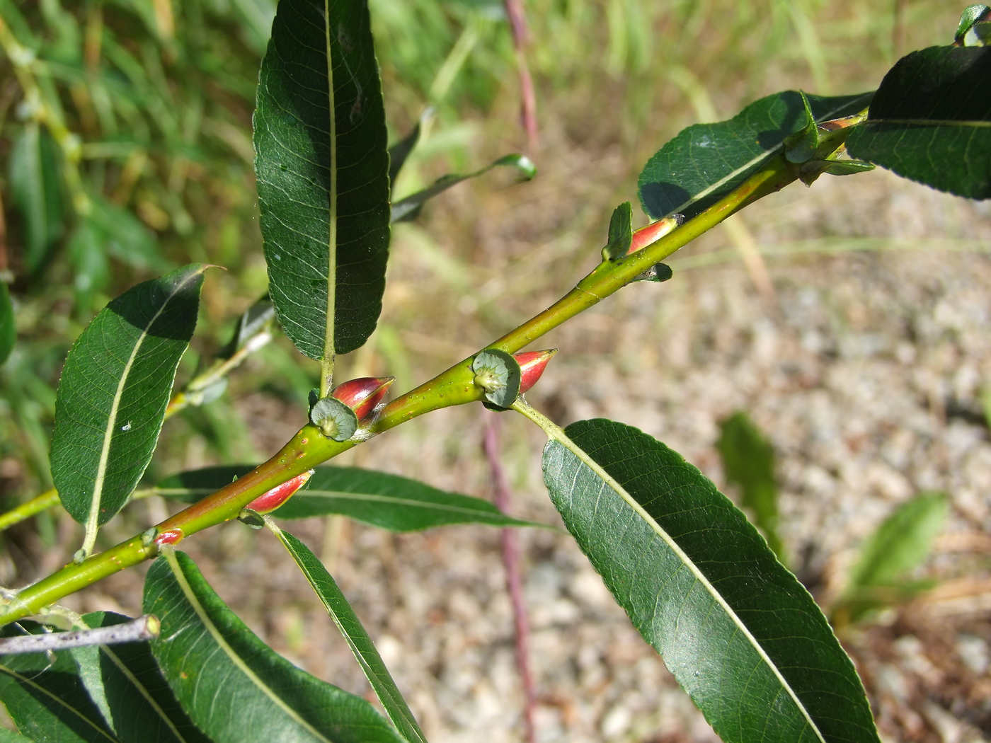 Image of Salix rorida specimen.