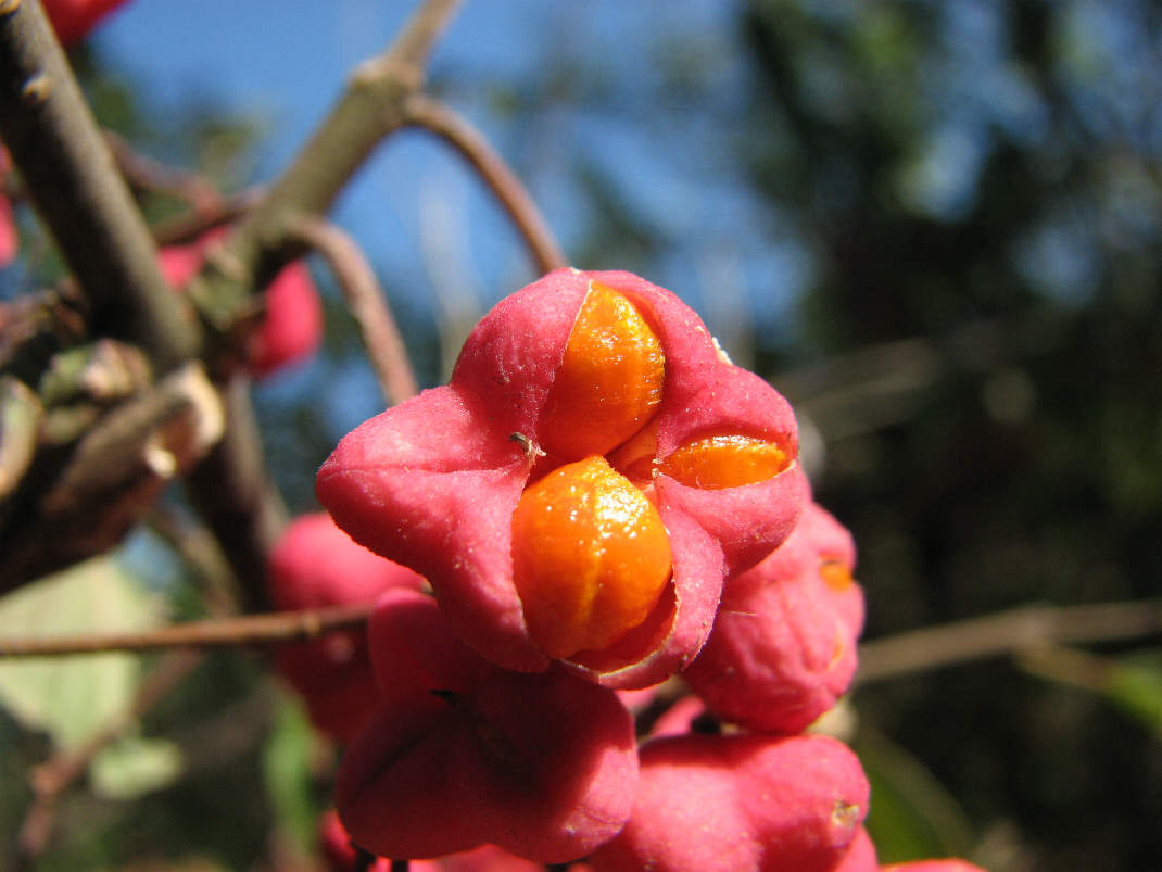 Изображение особи Euonymus europaeus.