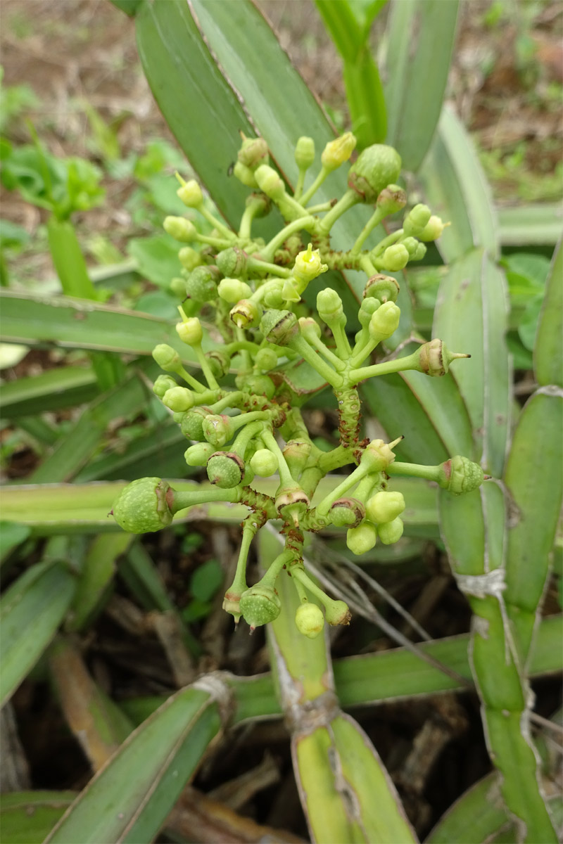 Изображение особи Cissus quadrangularis.