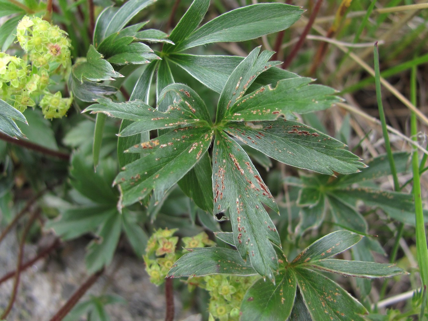 Изображение особи Alchemilla sericea.