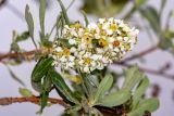 Escallonia paniculata. Верхушка побега с соцветием с фуражирующим муравьем. Перу, регион Куско, археологический комплекс \"Писак\". 12.10.2019.