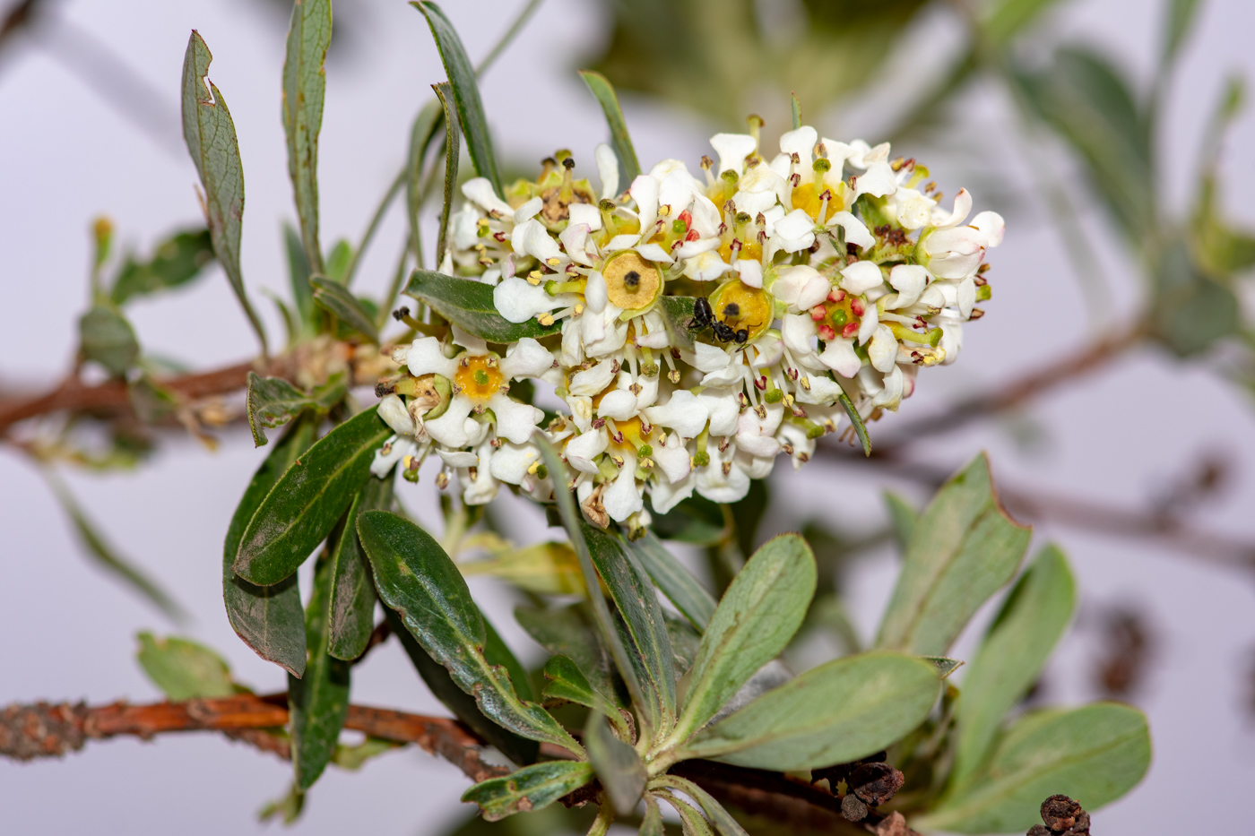 Image of Escallonia paniculata specimen.