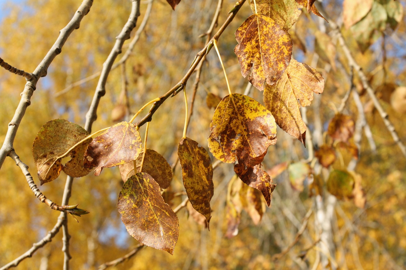 Image of Populus &times; sibirica specimen.