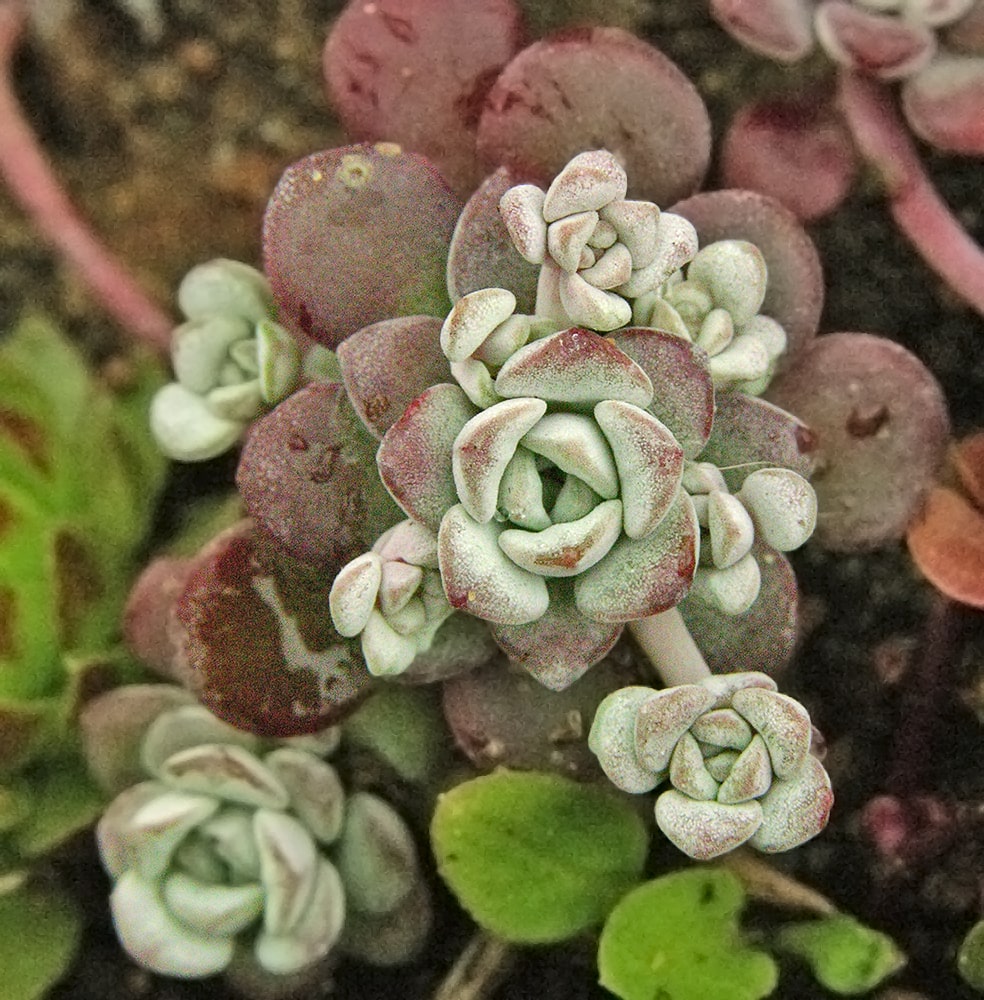 Image of Sedum spathulifolium specimen.