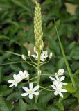 Ornithogalum ponticum. Соцветие. Краснодарский край, МО г. Анапа, окр. с. Сукко, окр. оз. Сукко близ плотины, заросли кустарника на склоне. 10.06.2019.