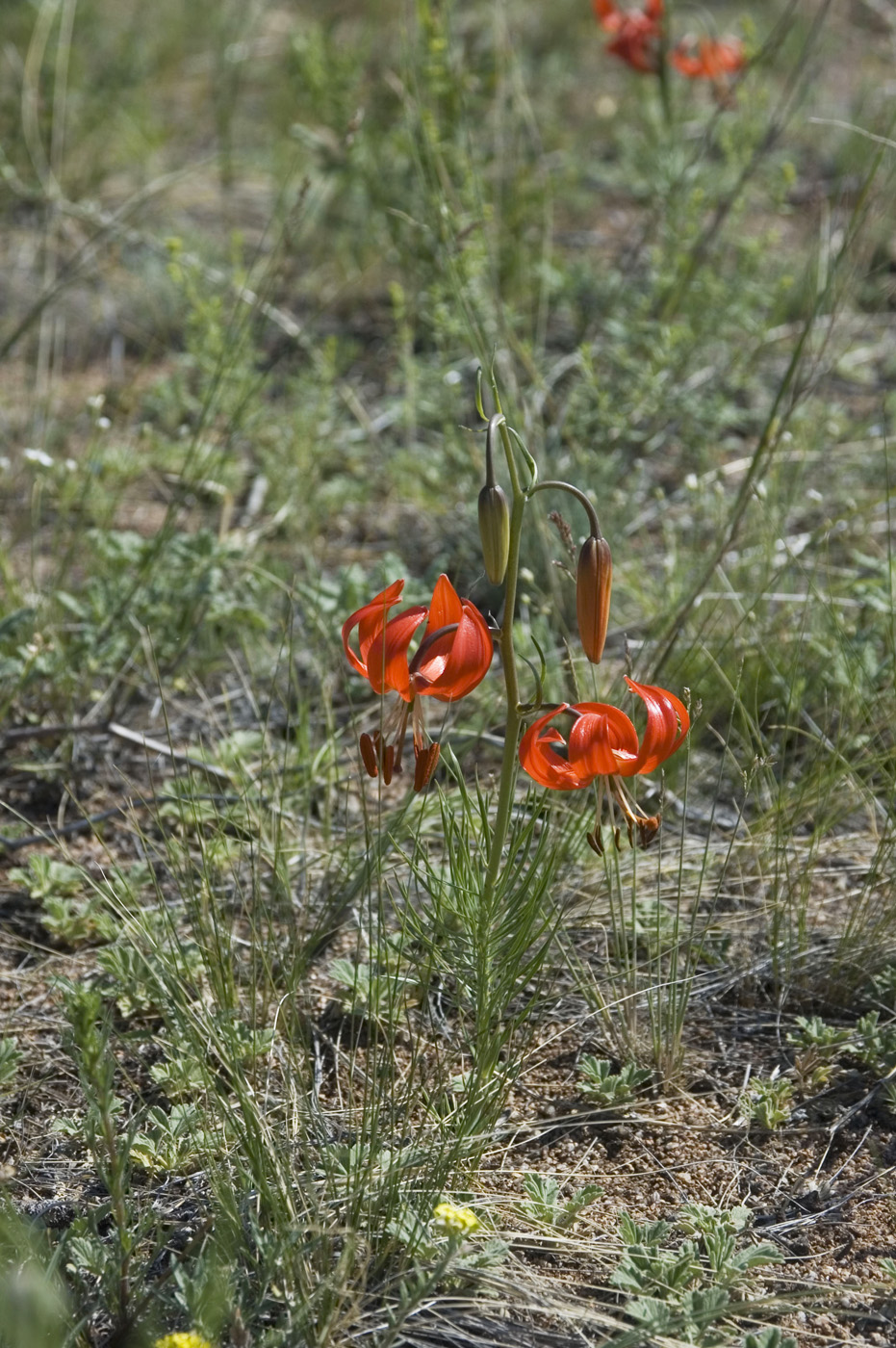 Image of Lilium pumilum specimen.
