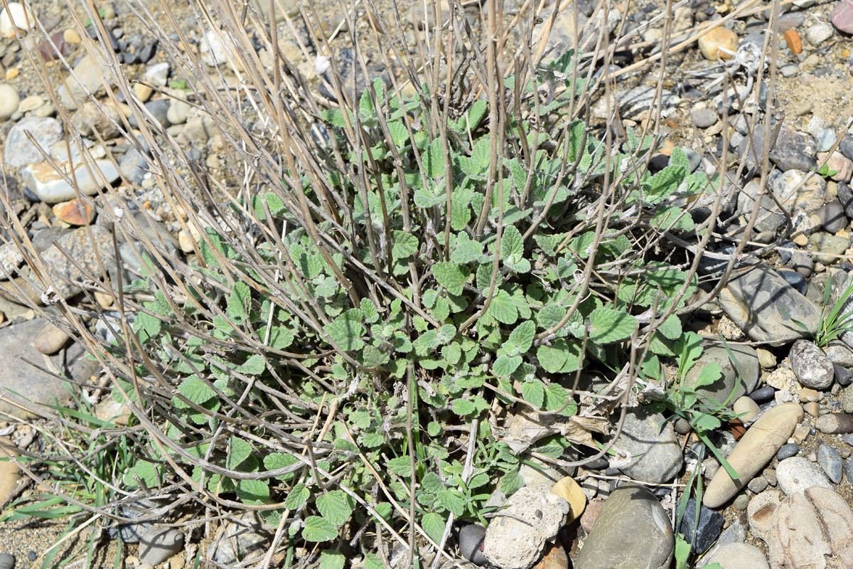 Изображение особи Nepeta olgae.