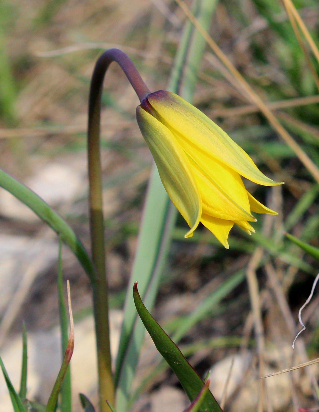 Image of Tulipa scythica specimen.