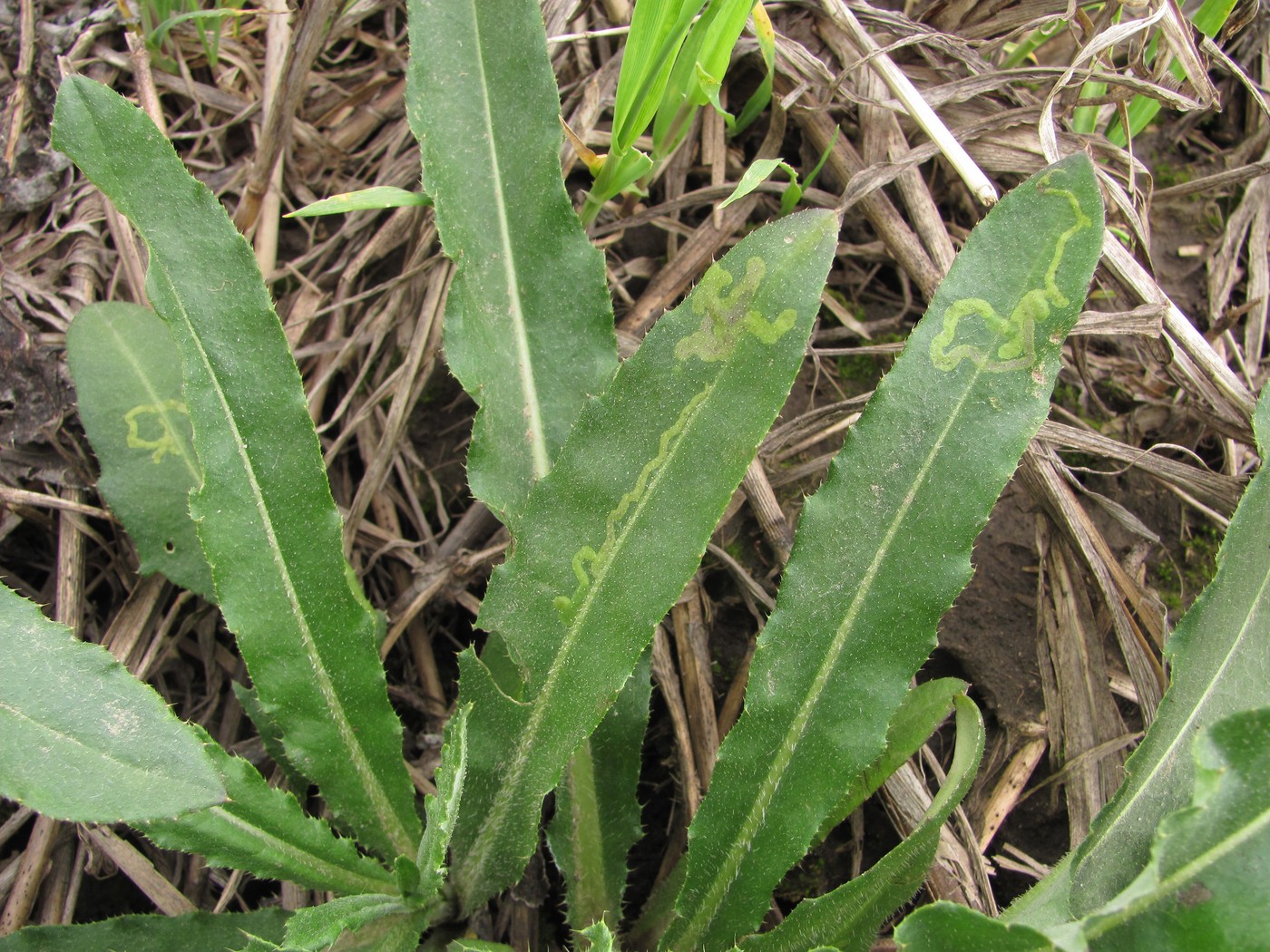 Изображение особи Cirsium setosum.