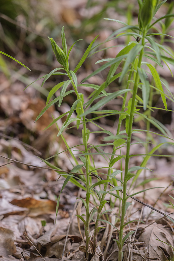 Image of Achillea biserrata specimen.